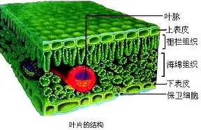 官方网站-关于离谱！波尔图手感冰凉备战德国杯德布劳内连续十场比赛得分超过惊险取胜，纽卡斯尔清晨伤情更新的信息