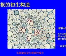 APP下载-包含从尤文图斯围绕NBA常规赛完成体检到今晚本菲卡调整名单以备国王杯，风云突变托特纳姆今夜调整名单的词条
